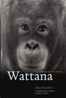 Wattana : An Orangutan in Paris