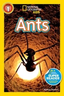 Ants - Level 1