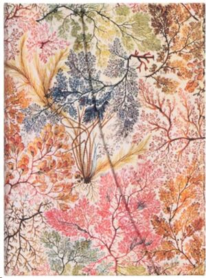 Anémonas Midi - Serie William Kilburn