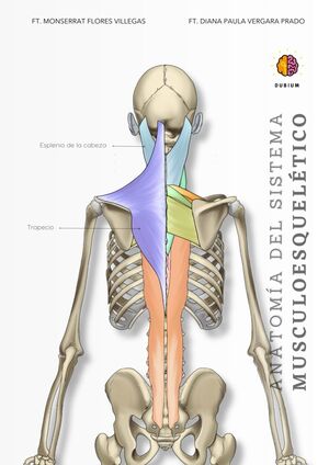 Anatomía del sistema músculoesquelético