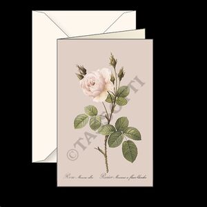 Tarjeta felicitación pequeña - Rosa Bianca-Muscosa Alba