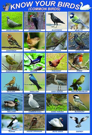 Poster Know Your Birds (Commond Birds)